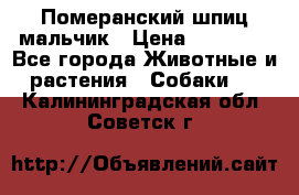 Померанский шпиц мальчик › Цена ­ 30 000 - Все города Животные и растения » Собаки   . Калининградская обл.,Советск г.